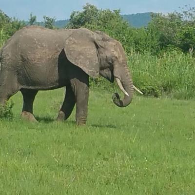 AFRICAN ELEPHANT IN MIKUM